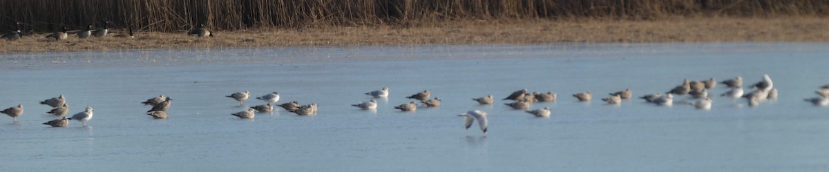 gull sp. - ML646663071