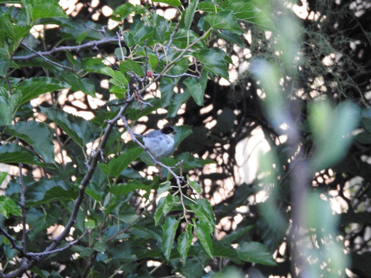 Tangara à capuchon noir - ML646663072