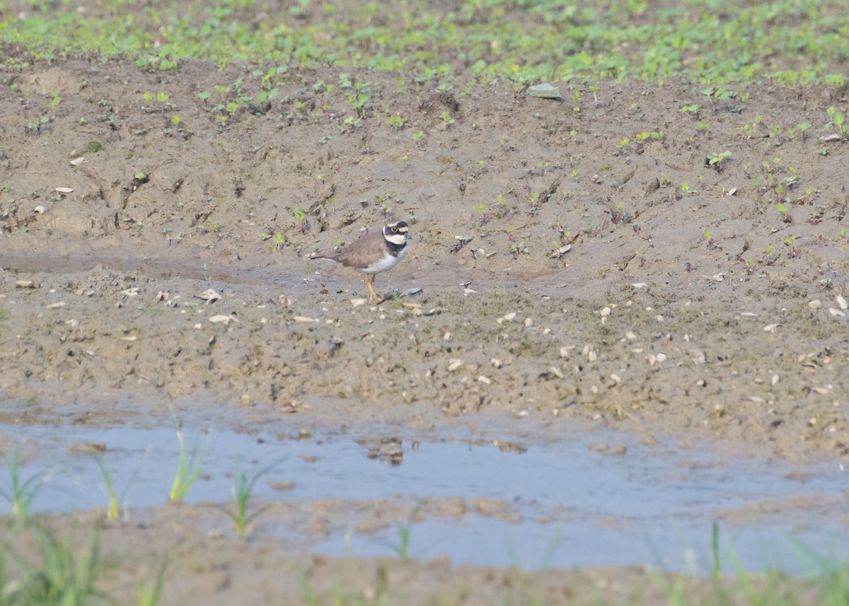 Little Ringed Plover - ML646663073