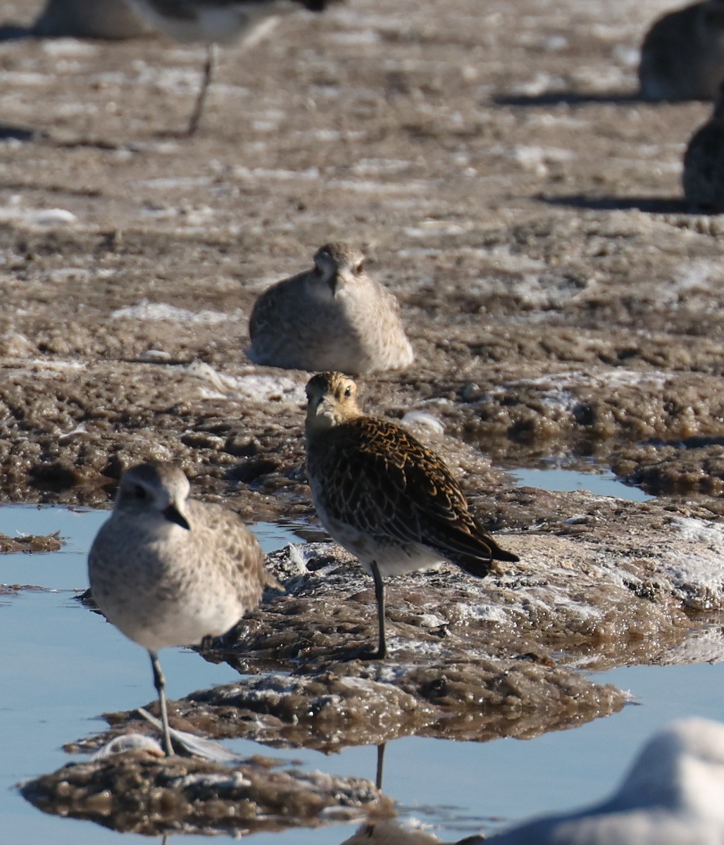 Pacific Golden-Plover - ML646663081