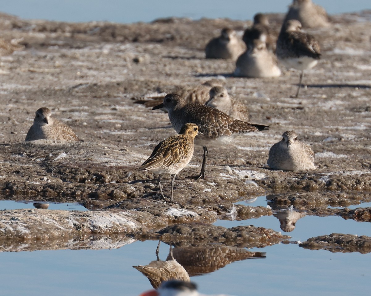 Pacific Golden-Plover - ML646663082