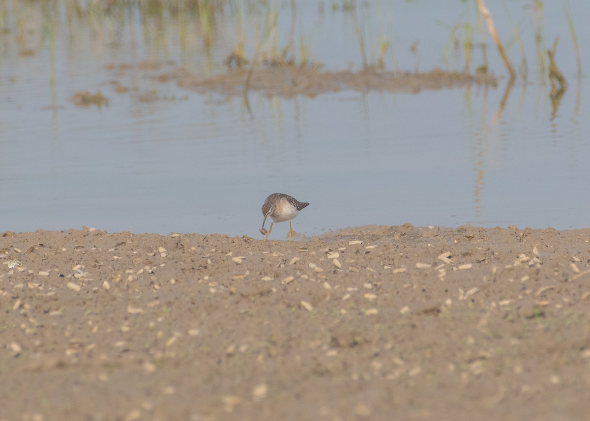 Wood Sandpiper - ML646663084