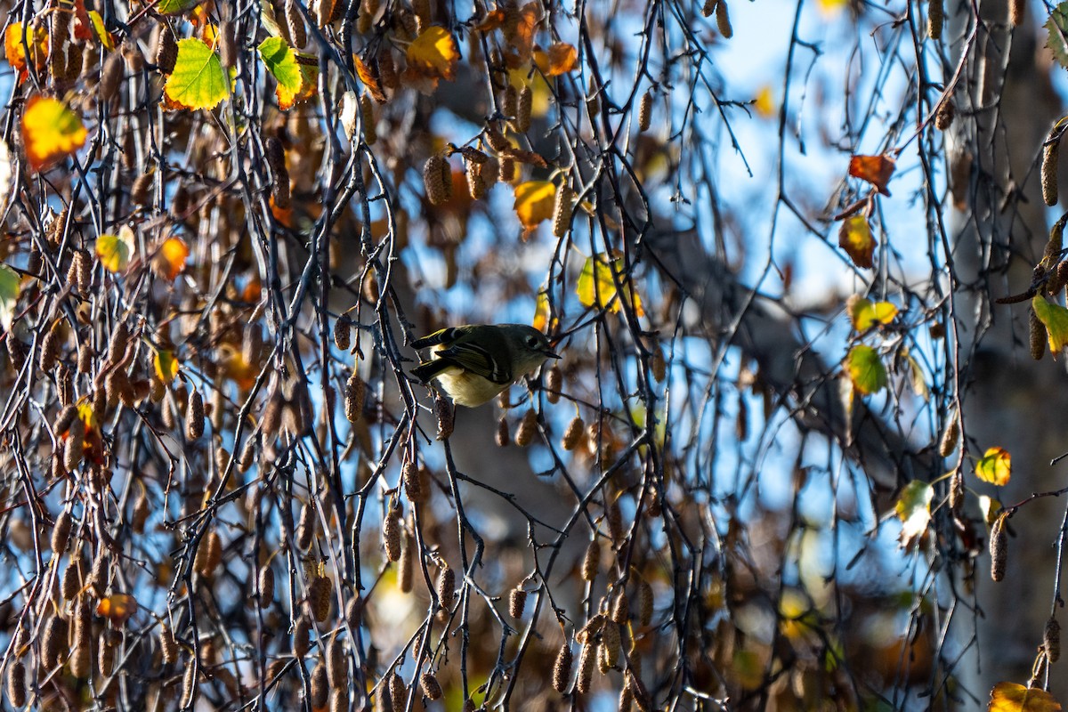 Ruby-crowned Kinglet - ML646663085