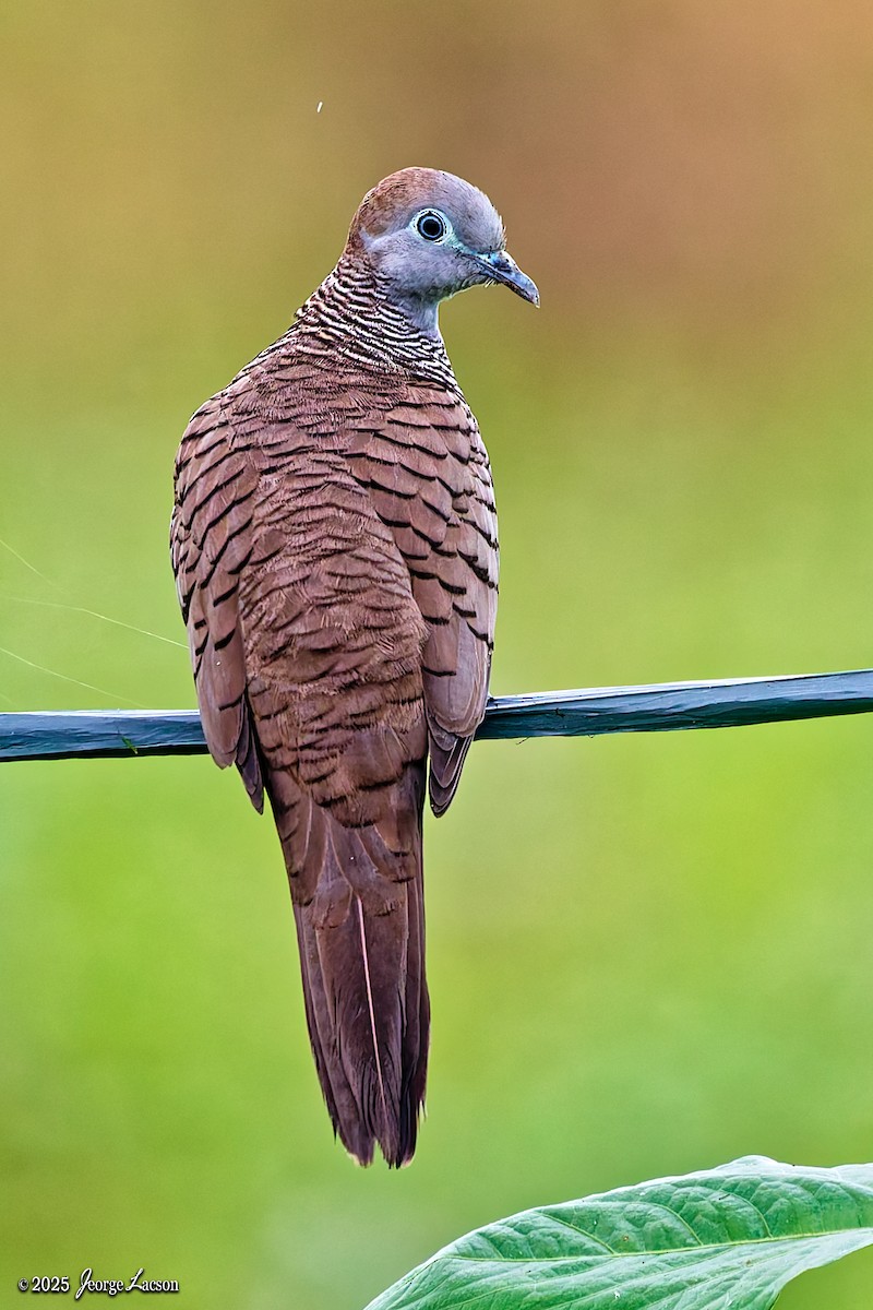 Zebra Dove - ML646663087