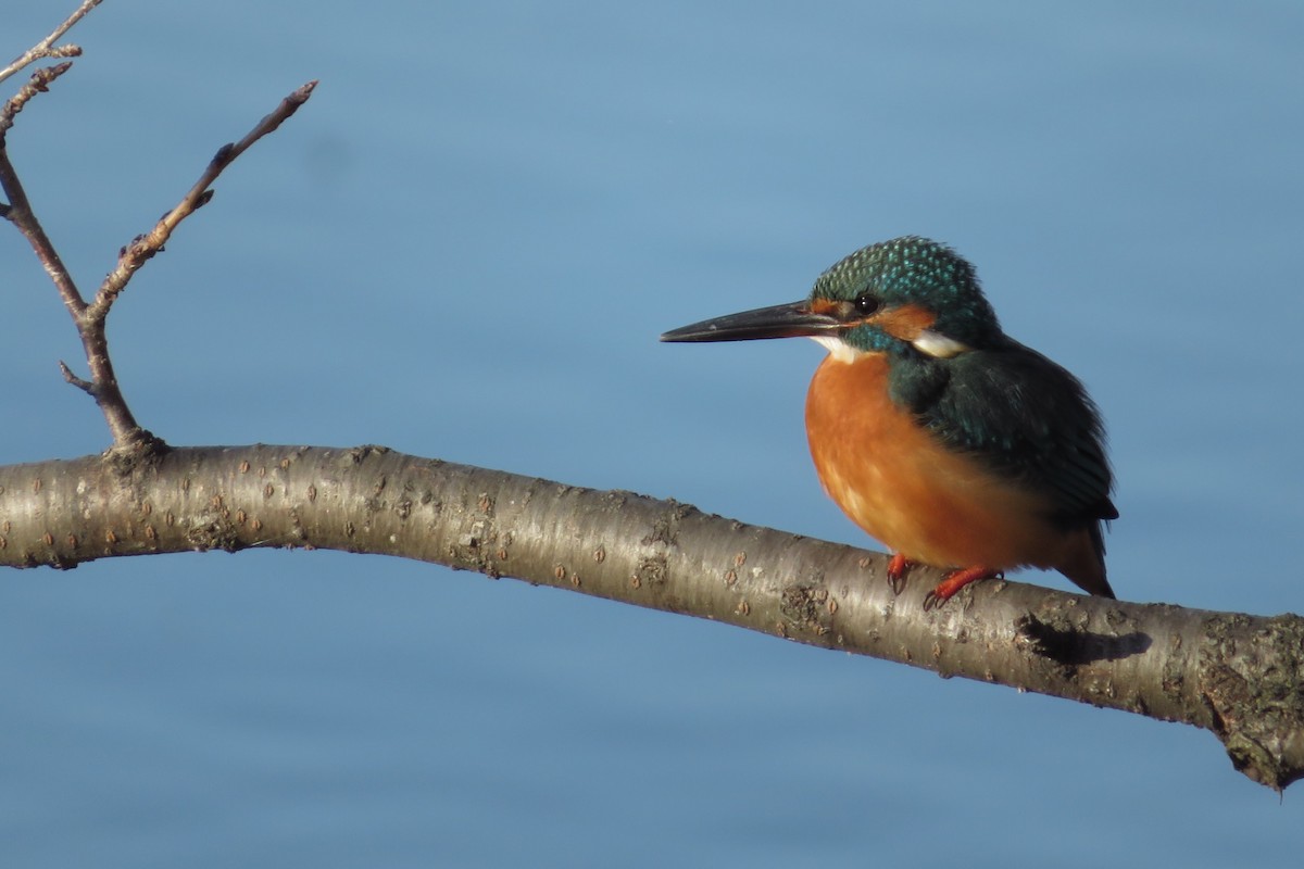 Рибалочка блакитний - ML646663088