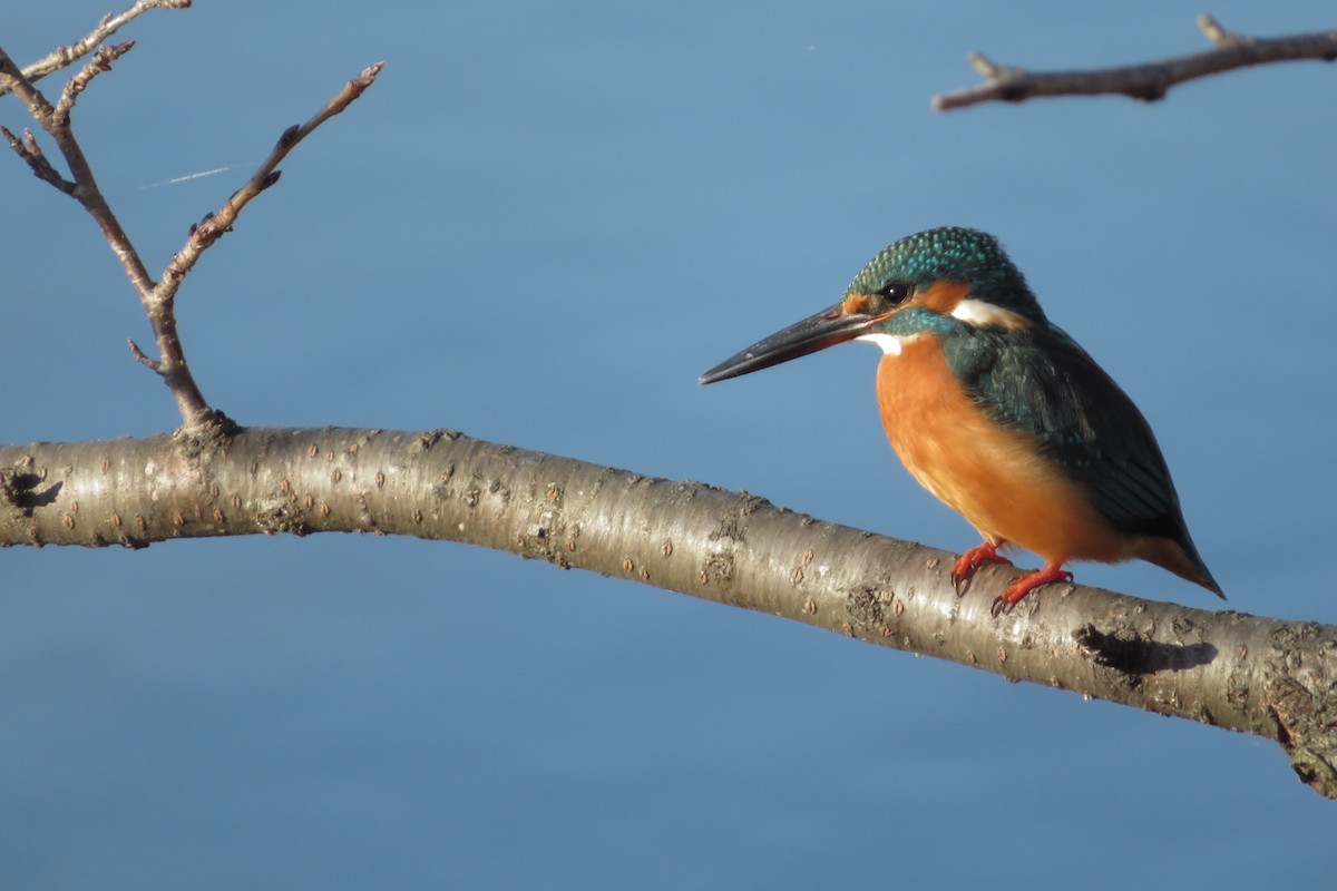 Рибалочка блакитний - ML646663089