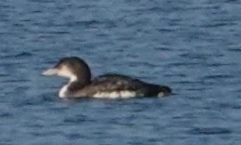 Common Loon - ML646663090