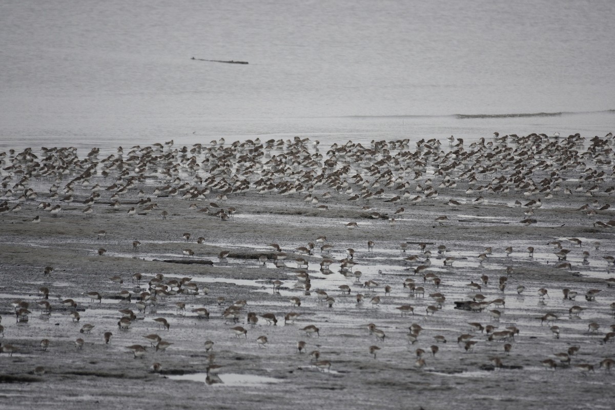 Dunlin - ML646663092