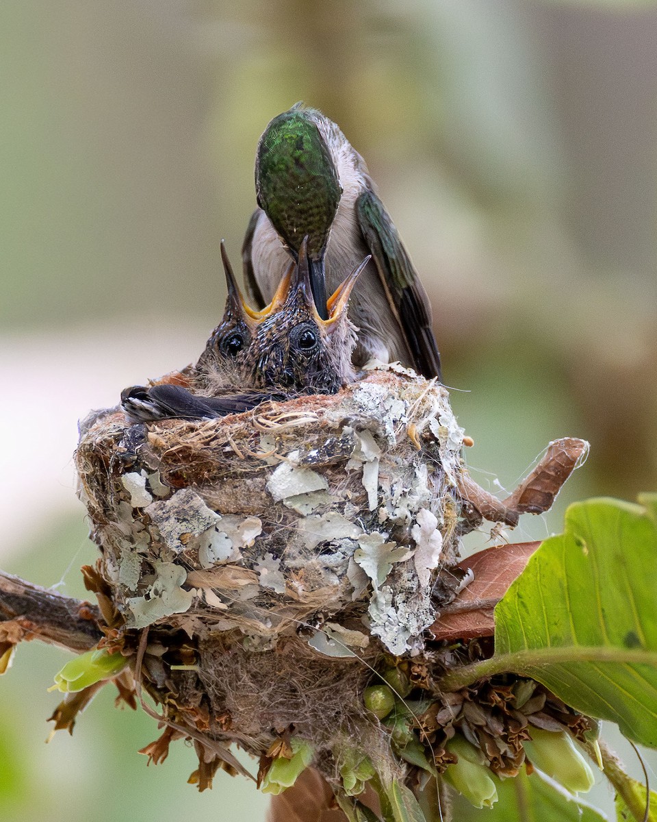 エンビモリハチドリ - ML646663093