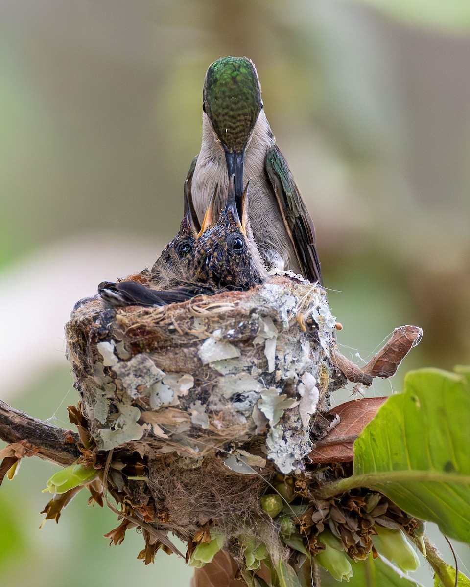 エンビモリハチドリ - ML646663094