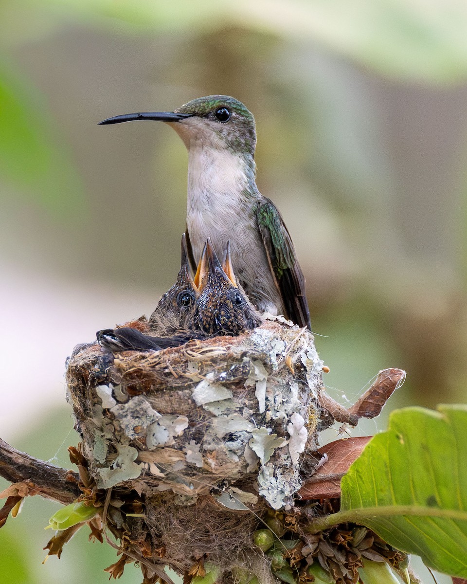 エンビモリハチドリ - ML646663095