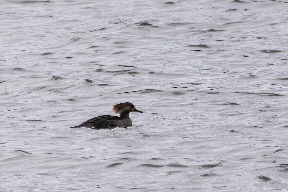 オウギアイサ - ML646663098