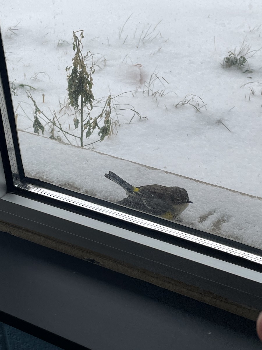 Миртовый певун - ML646663103