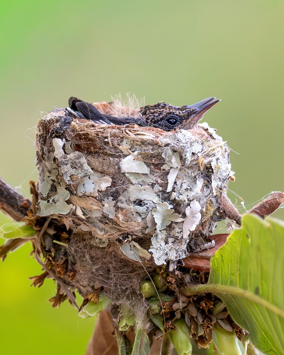 エンビモリハチドリ - ML646663104