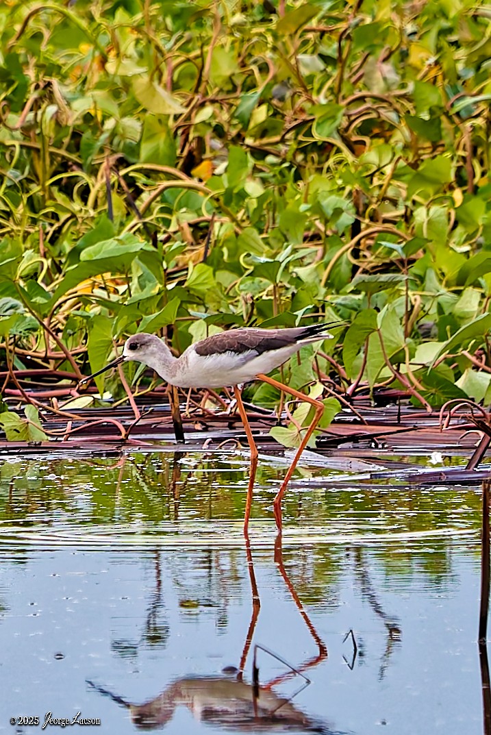 Эгэл хилэн жигүүр - ML646663106