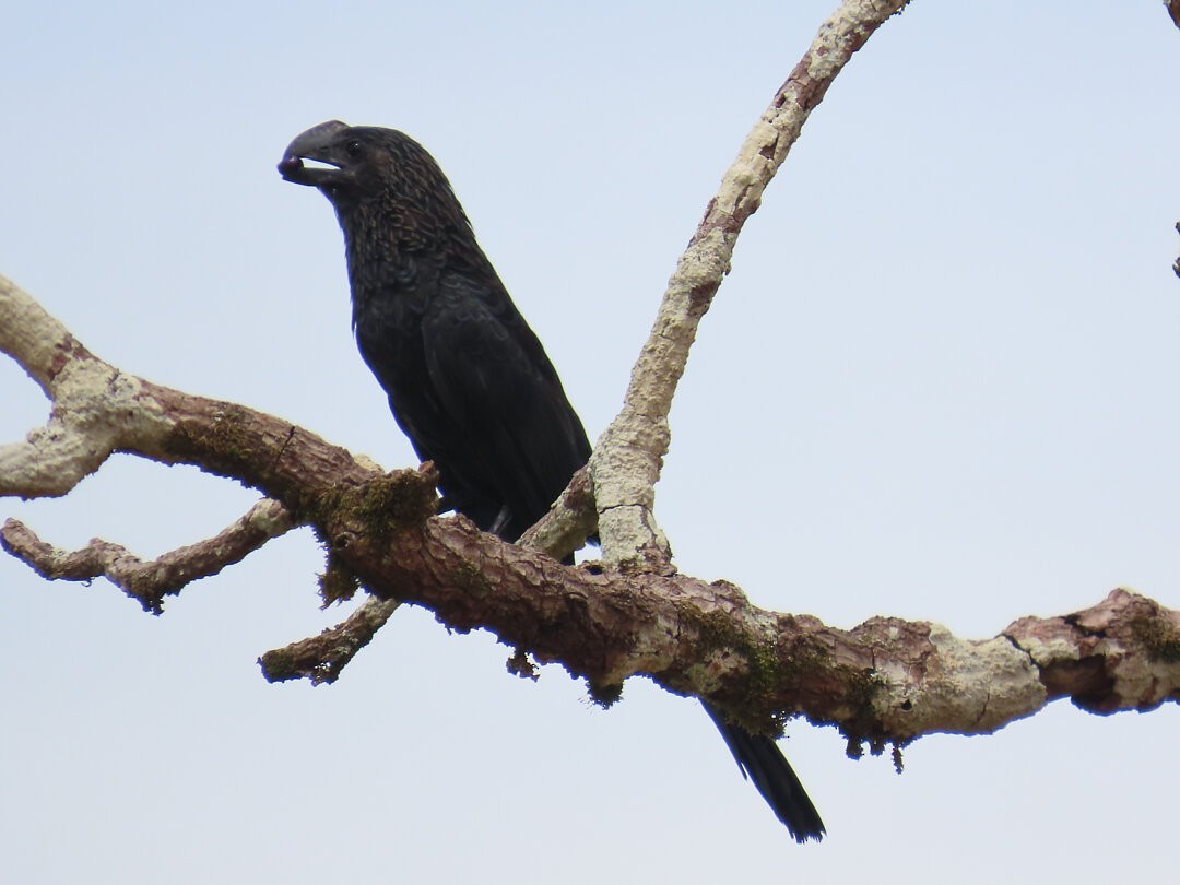 Smooth-billed Ani - ML646663116
