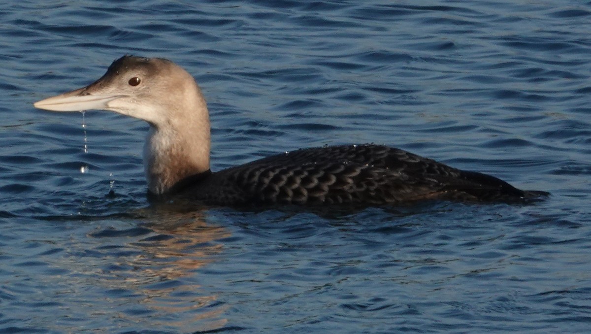 Yellow-billed Loon - ML646663119