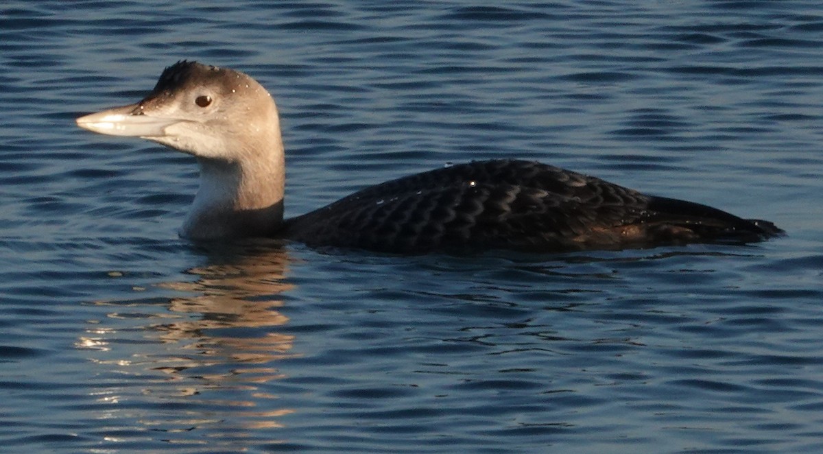 Yellow-billed Loon - ML646663120