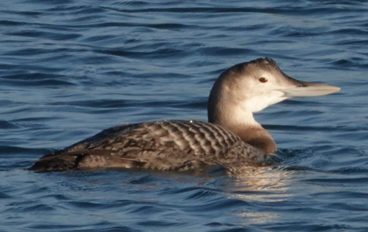 Yellow-billed Loon - ML646663121