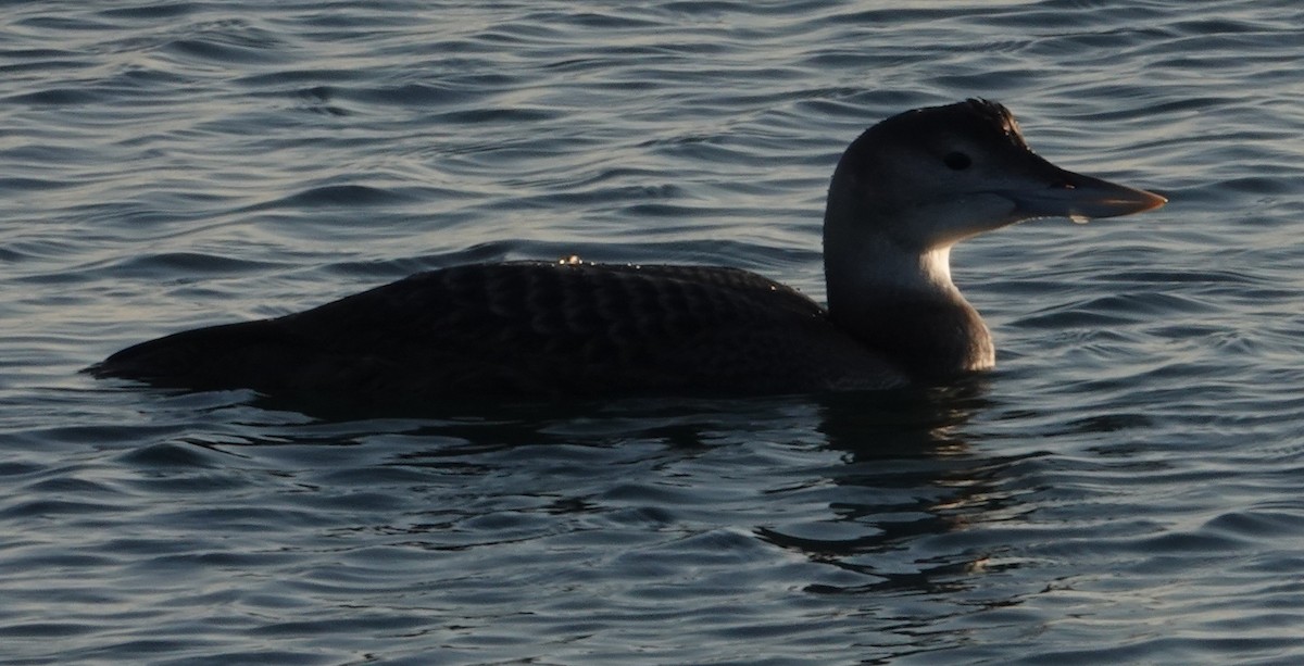 Yellow-billed Loon - ML646663122