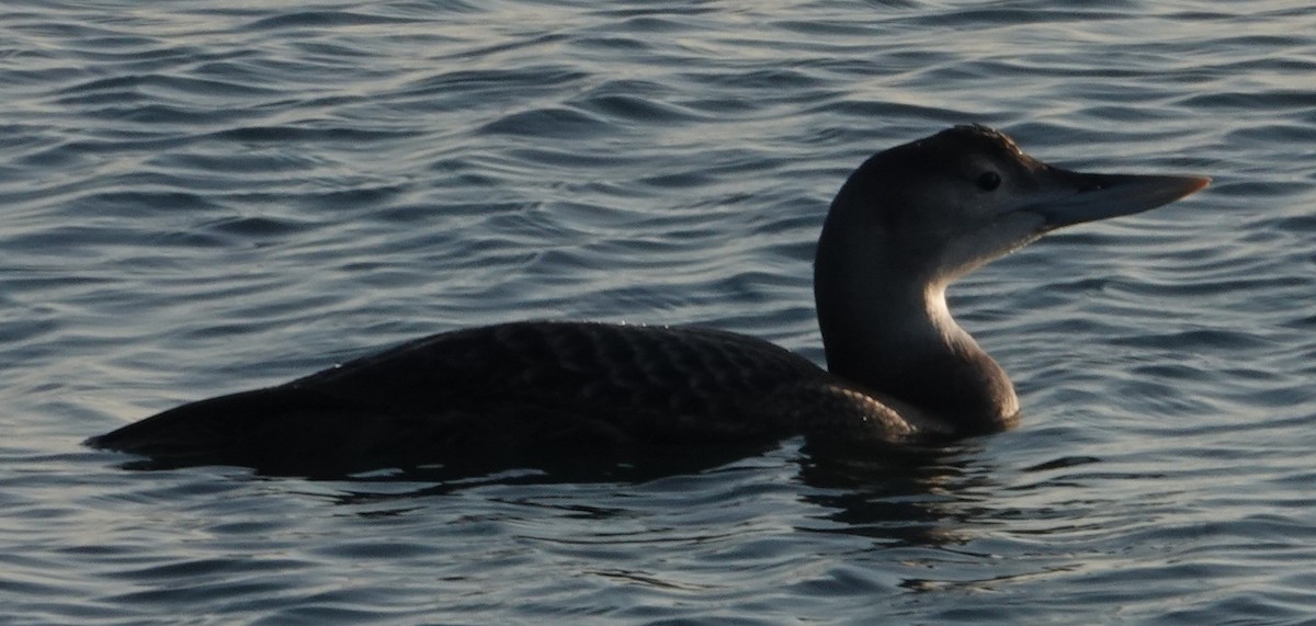 Yellow-billed Loon - ML646663123