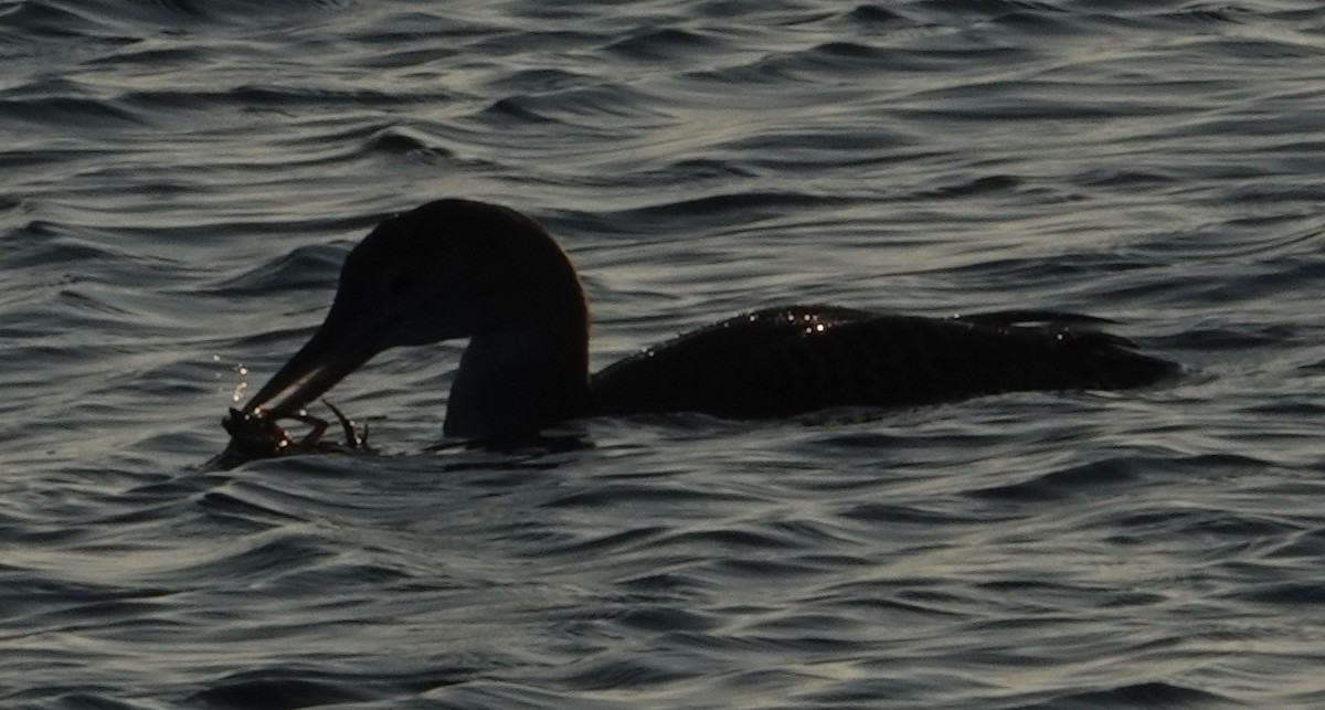 Yellow-billed Loon - ML646663124