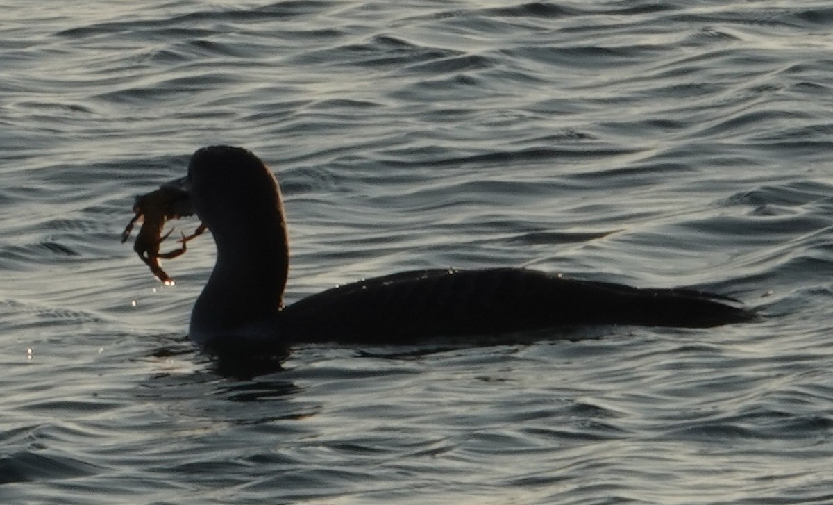 Yellow-billed Loon - ML646663125