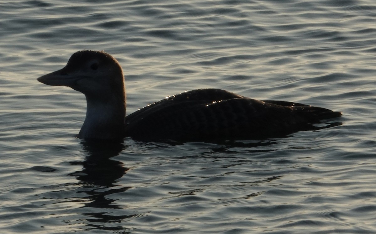 Yellow-billed Loon - ML646663126