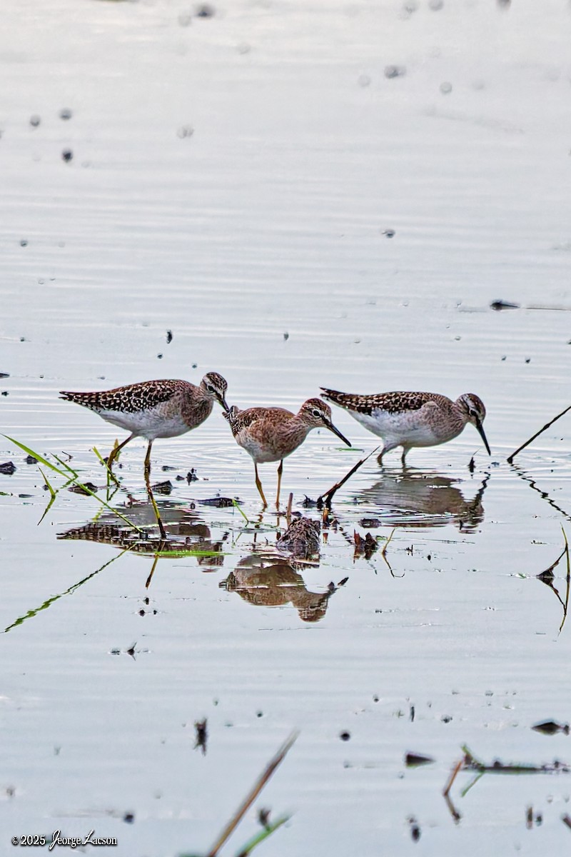 Шугуйн хөгчүү - ML646663127