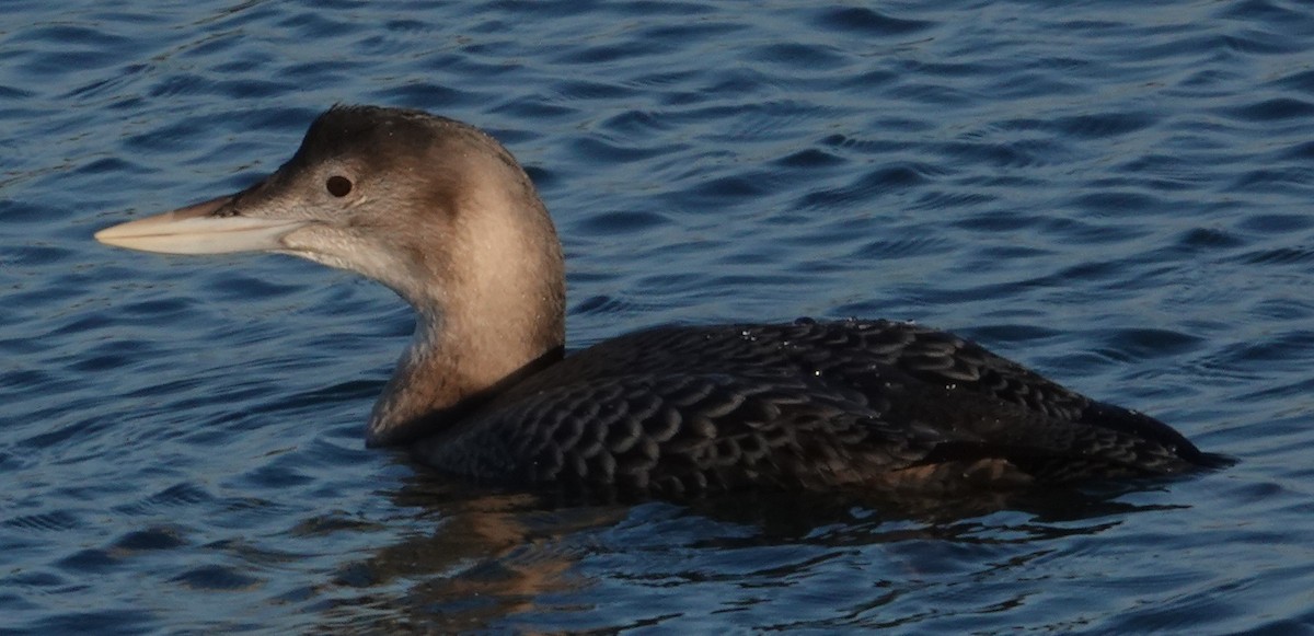 Yellow-billed Loon - ML646663128