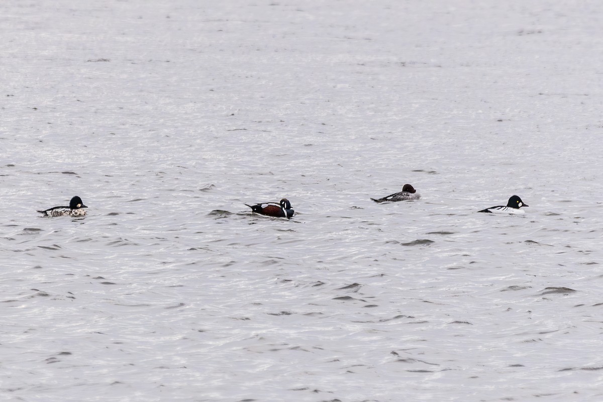 Harlequin Duck - ML646663132