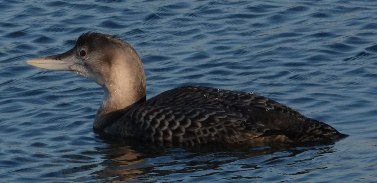 Yellow-billed Loon - ML646663135