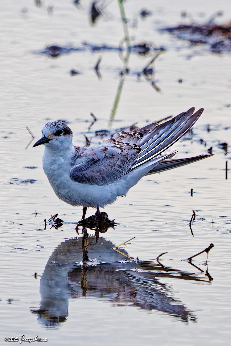 Бахим хараалай - ML646663136