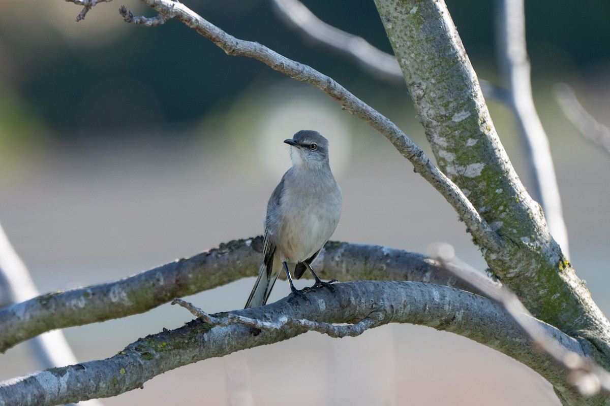 Northern Mockingbird - ML646663139