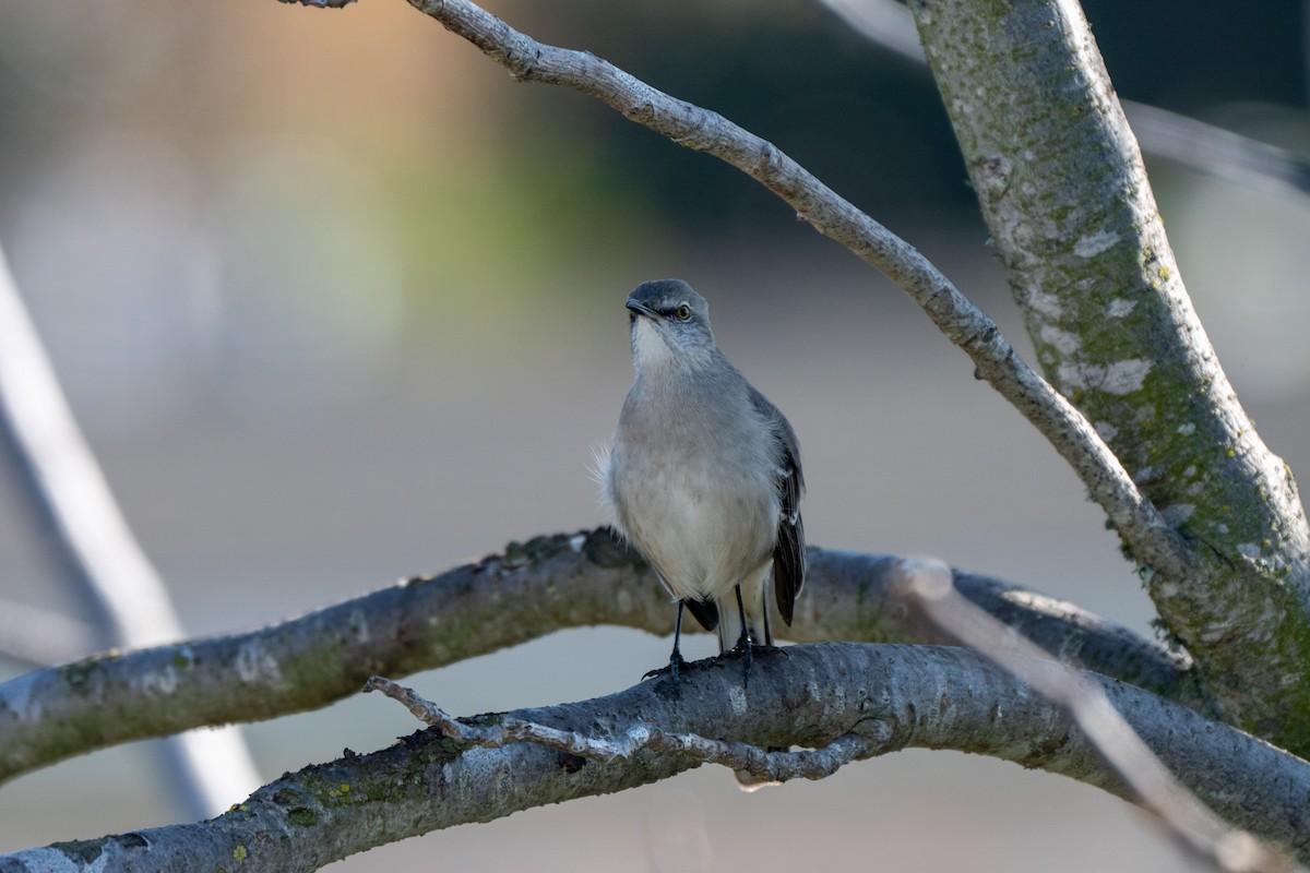 Northern Mockingbird - ML646663140