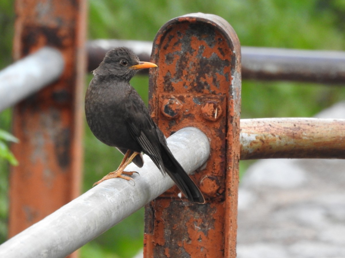 Merle chiguanco - ML646663142