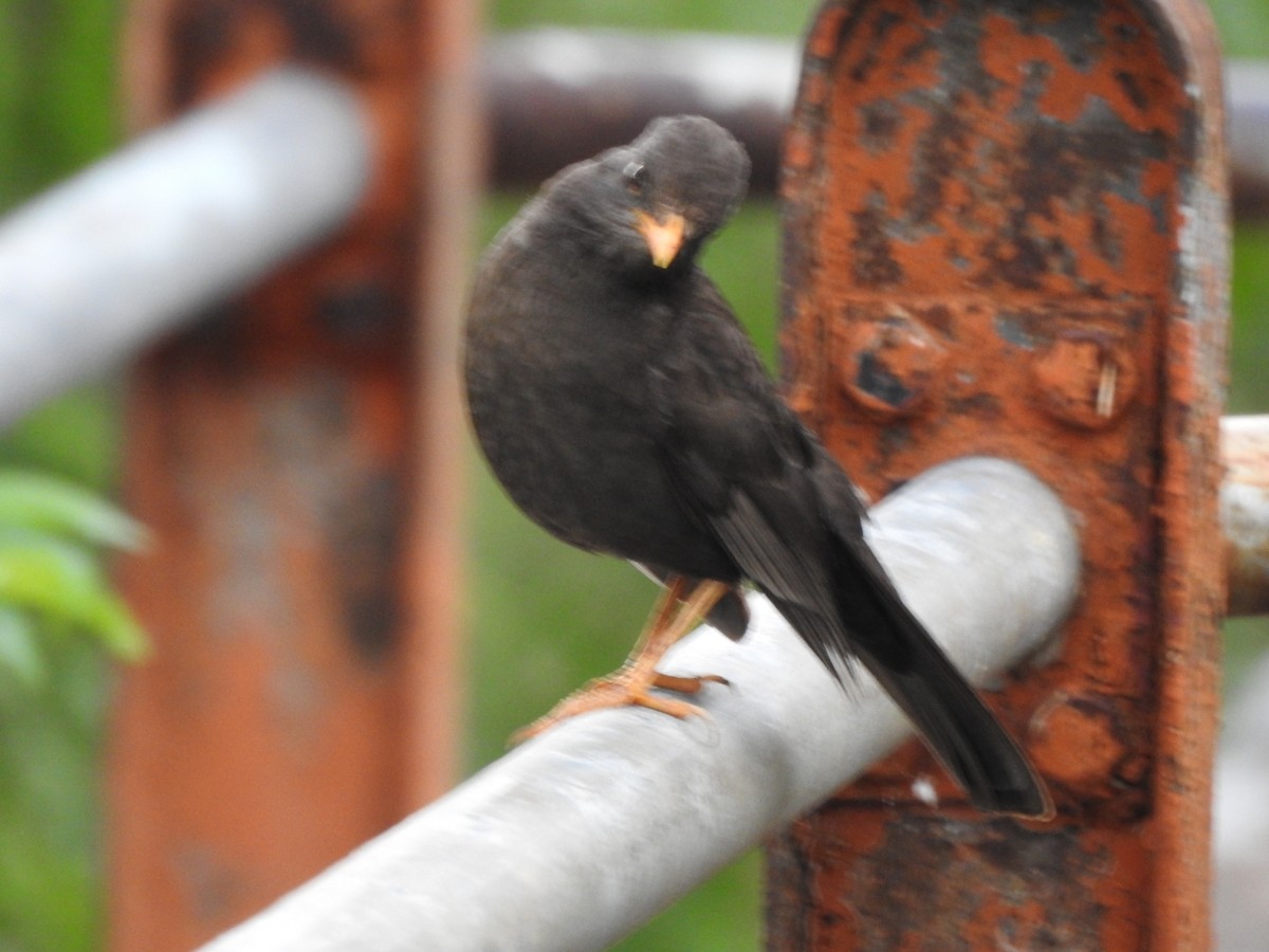 Merle chiguanco - ML646663143