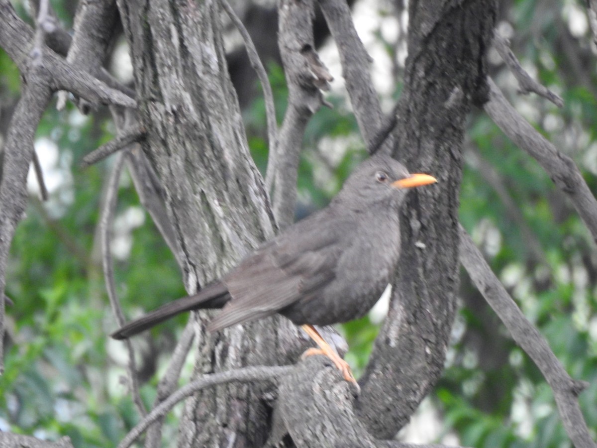 Merle chiguanco - ML646663144