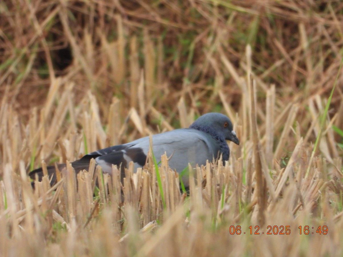 Голуб сизий (міський) - ML646663146