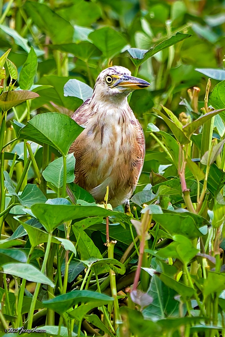 Javan Pond-Heron - ML646663149
