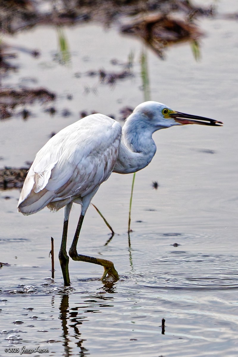 Хурган дэглий - ML646663155