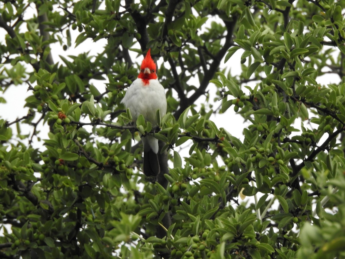 Paroare huppé - ML646663157