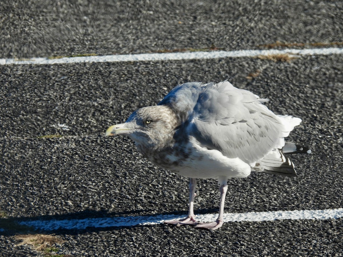 American Herring Gull - ML646663158