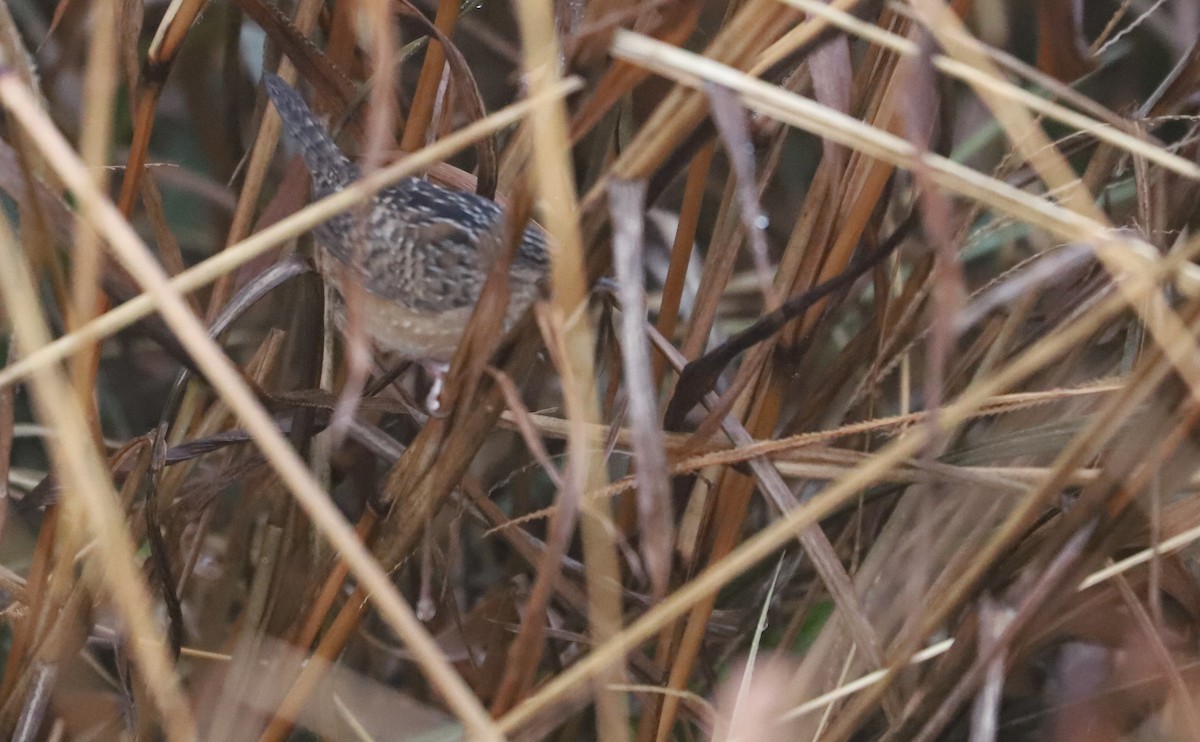 Sedge Wren - ML646663160