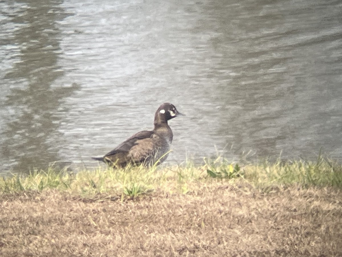 Kragenente - ML646663165