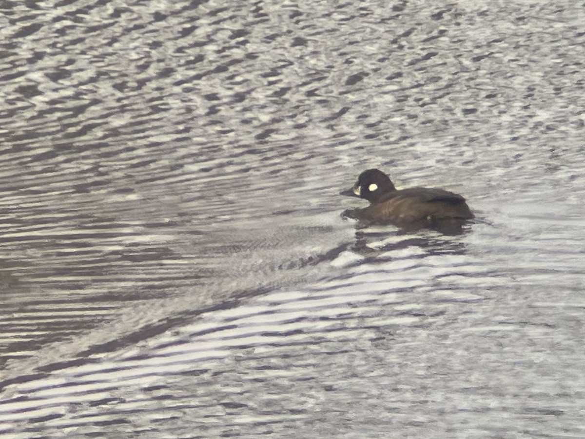 Kragenente - ML646663166