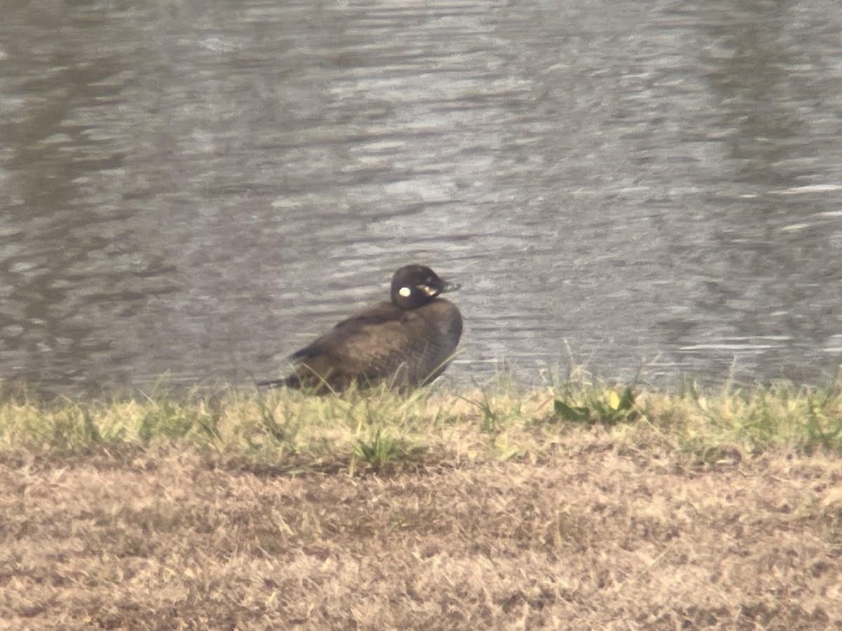 Kragenente - ML646663167