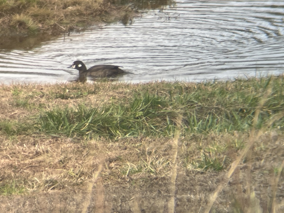 Kragenente - ML646663168