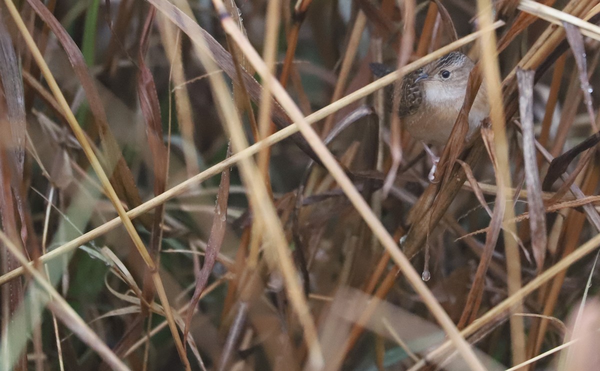 Sedge Wren - ML646663171