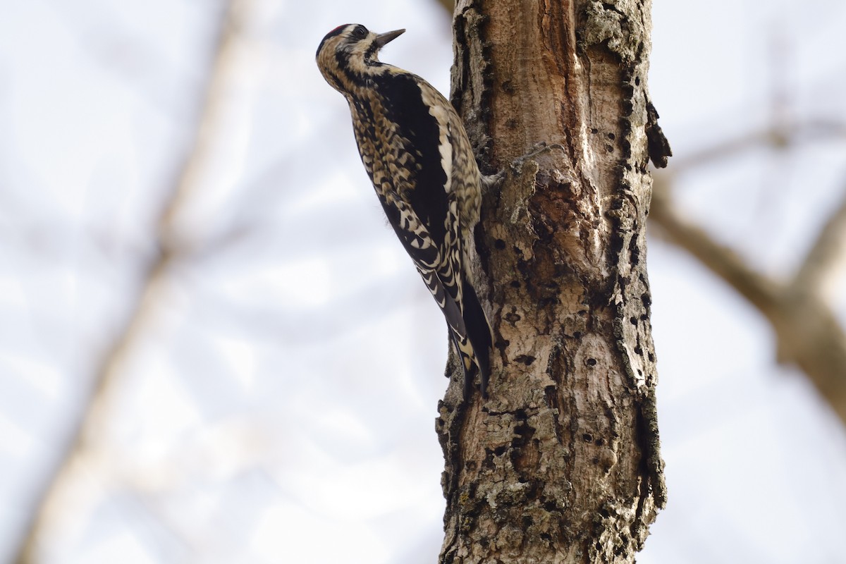 Yellow-bellied Sapsucker - ML646663172